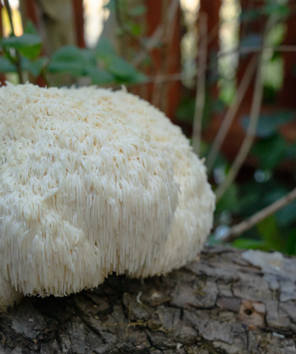 lions mane lion's mane kosttillskott cbd olja